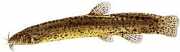 Misgurnus anguillicaudat... Misgurnus anuilicaudatus