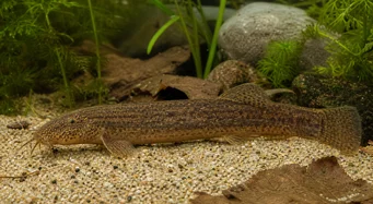 Misgurnus anguillicaudatus Misgurnus anuilicaudatus
