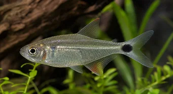 Moenkhausia oligolepis Kırmızı gözlü Moenkhausia