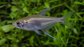 Moenkhausia pittieri Elmas tetra