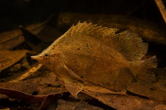 Monocirrhus polyacanthus İtfaiyeci