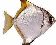 Monodactylus argenteus Moon Balık