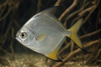 Monodactylus argenteus Moon Balık
