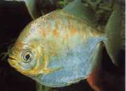 Myleus gurupyensis Myleus Gurupyensis