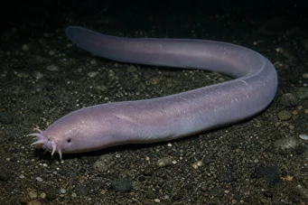 Myxine glutinosa Ortak miksin