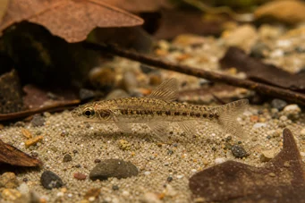 Nannocharax parvus (Büyük şerit nannoarax)