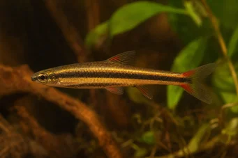 Nannostomus beckfordi (Kalem)