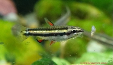 Nannostomus marginatus Cüce kalem balığı