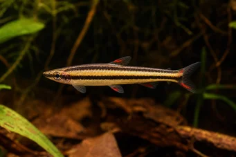 Nannostomus marginatus (Cüce kalem balığı)