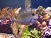 Naso Lopezi İnce Naso