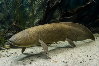 Neoceratodus forsteri (Avustralya Dipneuste, Aust Barramanda.)