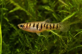 Neohaterandria elegans (Zarif heterandria)