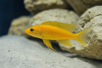 Neolamprologus leleupi (Çiklit limon)