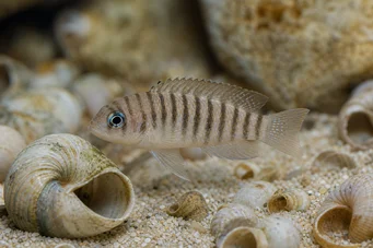 Neolamprologus multifasciatus (Çizgili Lampologus)