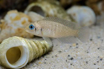Neolamprologus ocellatus (Ocellatus)