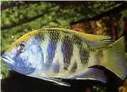 Nimbochromis venustus Venustus, tavus kuşu ka...