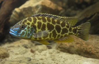 Nimbochromis venustus (Venustus, tavus kuşu kapakları)