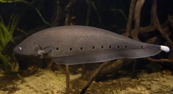 Notopterus afer (Tökezlemek)