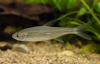 Odontostilbe piaba Tetra Piab
