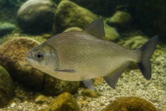 Ossubtus xinguense (Pacou Du Rio Xingu, Eagle Beak Pacou)