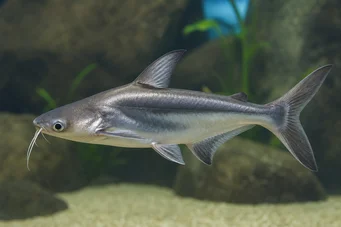 Pangasius sutchi Köpek balığı