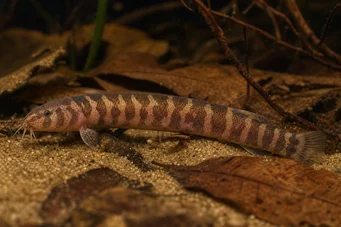 Pangio shelfordii Loche de Borneo