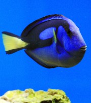 Paracanthurus hepatus Mavi cerrah