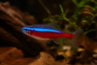 Paracheirodon axelrodi (Tetra Kardinal)