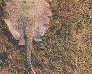 Paratrygon orbicularis Orbiküler çizgi