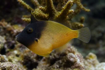 Pervagor melanocephalus (Kırmızı kuyruklu balık)