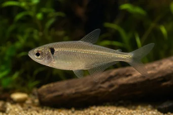 Phenacogaster pectinatus Pectinatus, Altın Band Tetra