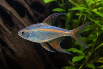 Phenacogrammus Congo II Tetra du Kongo Limon