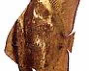 Platax orbicularis Orbiküler yarasa balı�...