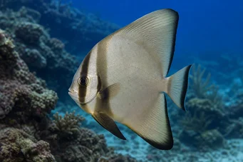 Platax orbicularis (Orbiküler yarasa balığı)