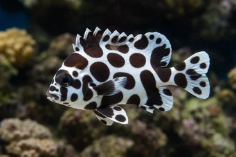Plectorhinchus chaetodonoides (Arlequin Diyagram Balık)