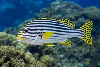 Plectorhynchus orientalis Oryantal gaterin