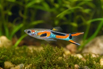 Poecilia sp.endler (Endler)