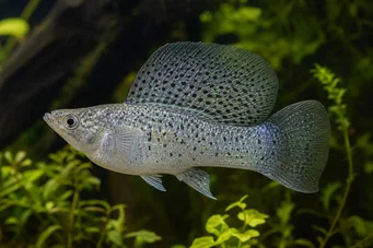 Poecilia velifera (Molly Peçe)