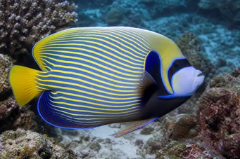 Pomacanthus imperator