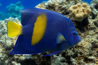 Pomacanthus maculosus (Kruvasanda Angel Fish)
