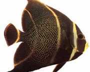 Pomacanthus paru Fransız meleği