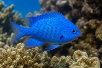 Pomacentrus caeruleus (Mavi-yeşil bayan)