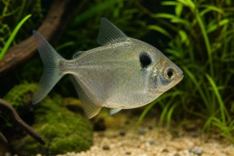 Poptella orbicularis (Ümit diski)