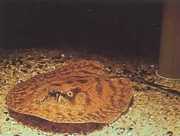 Potamotrygon hystrix Mermer tatlı su hattı