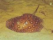 Potamotrygon motoro Océlée Tatlı Su Pastt...