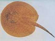 Potamotrygon schroederi Schroder Pasttenague, Ra...