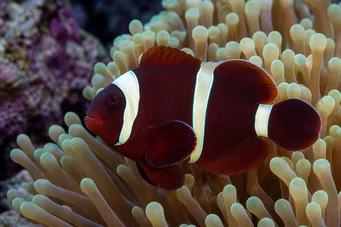 Premnas biaculeatus (Dikenli palyaço)