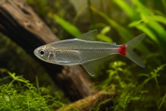 Prionobrama filigera (Kırmızı) Cam Chargin)