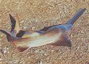 Pristis microdon Kuzey Scie Balık