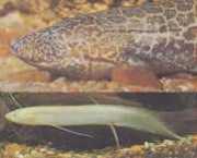 Protopterus aethiopicus ... Etiyopya Protopter